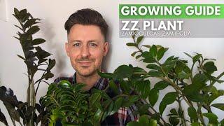 ZZ Plant (Zamioculcas Zamiifolia) - Care Guide and Growing Tips and Tricks