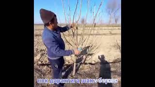 Nokdaraxtigashaklberish#обрезкагрушу#shapingapeartree