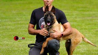 Amazing & Obedience BELGIAN MALINOIS From sts k9