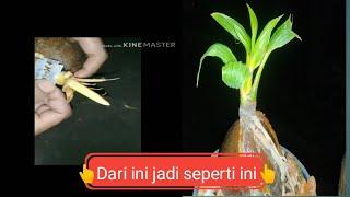 Bonsai kelapa mini gading kuning progres