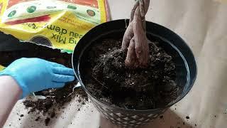 Re-Potting my Plants with these Plastic Planters - DEMO