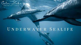 3 Hours Underwater Ocean Life with Calm Relaxing Music | Background Video, Relax, Meditate