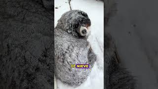 The forgotten puppy#animals #Friendship #Us#puppy