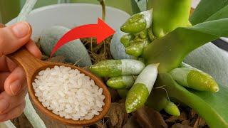 Just Rice! Orchid Plants Instantly Revive and Bloom All Year Round