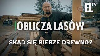 Skąd się bierze drewno? | Oblicza lasów #8