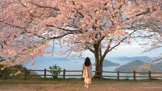 Vlog | Chasing Cherry Blossoms: Traveling to Kagawa and Onomichi in Japan! 4K HDR