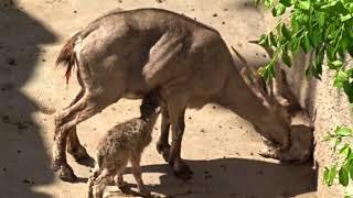 Steinbock Zwillinge kurz nach der Geburt   29 04 2018