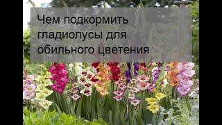 Чем подкормить гладиолусы для обильного цветения