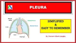 Pleura Anatomy -1 | Parietal and Visceral Pleura| Thorax Anatomy | [Simplified]