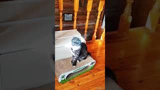 замысляющий Лекс #кот #кошки #cat #котобормот #catvideo #дом #home #домашниекошки #котЛекс # #весна