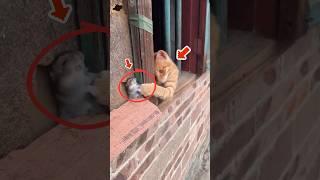 قط مشاغب يضرب الفأر بلطف - لحظات مضحكة #shorts #animals #قط #فار