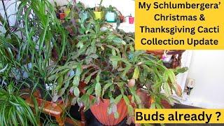 My Schlumbergera Cacti 'Christmas & Thanksgiving Cactus' Collection Update #cactus #cacti