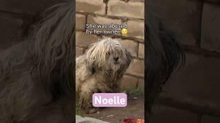 Why have a dog if you're going to abuse it??? Full rescue video: www.HopeForPaws.org