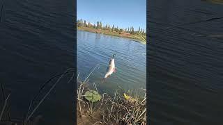 Рабочая вертушка! bass fishing #shorts #fishing #kazakhstan #рыбалка #берикрыбак #окунь