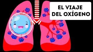 El viaje del oxígeno a través de tu cuerpo
