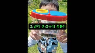  독사인줄 알았잖아 ????!  뱀같이 생긴 곤충 채집_주홍박각시 애벌레 