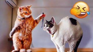  Funniest Cats and Dogs Videos  Funny Cats Videos 2024 