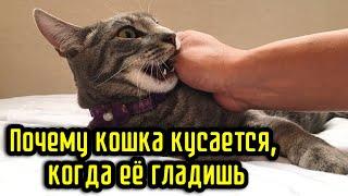 Почему кошка кусается, когда её гладишь