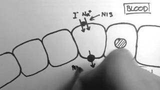 Thyroid Hormone Production