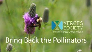 Bring Back the Pollinators