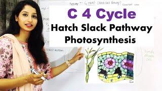 C 4 cycle I Hatch Slack Pathway I Photosynthesis I Dark Reaction I