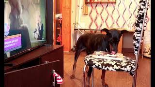 Находчивый доберман и наивный хозяин/Sly Doberman and naive owner  ￼