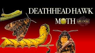 Deaths-head hawk moth life cycle  Caterpillar to Moth