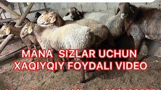 QOZI QOCHQORNI 9 OY BOQSA QANCHA FOYDA QILADI MANA SIZLARGA XAQIYQIY FOYDALI VIDEO