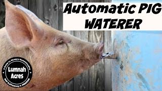 Automatic Pig waterer