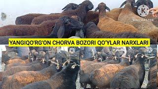 Yangiqo'rg'on chorva bozori qo‘ylar narxlari. 04.11.2024