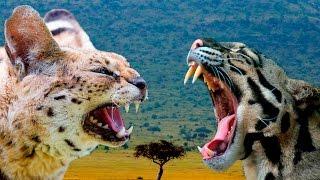 Serval vs Ocelot Cat - Differences Explained