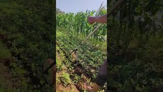 Alat Pertanian Kreatif, Cerdas dan Sederhana Buatan Petani Secara Mandiri  #shorts