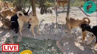 Let's walk around the shelter and see what is happening - Takis Shelter