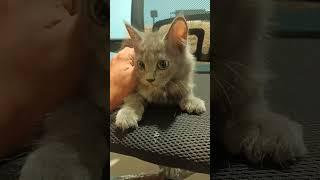 Cute kitten Day 97 #shorts  #trending #viral #cat #pets