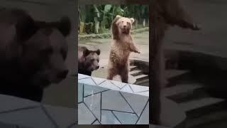 Bear so funny  very funny animals compilation shot#funnyanimals #cutecat #viral #youtubeshorts