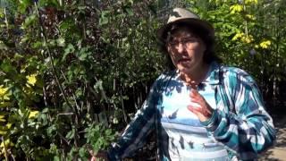 Экзотические растения. Редкие гибриды в наших садах.