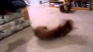 stupid dog (daytona)