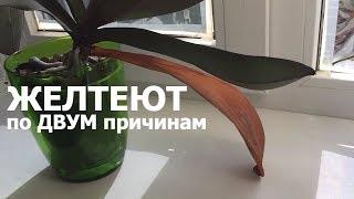 почему у ОРХИДЕИ ЖЕЛТЕЮТ листья