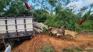 WE BROUGHT A CATTLE TRAILER TO OUR LAND AND PASSED BY THE LANDFILL