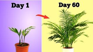 Grow 3X FASTER! - Areca Palm Plant Care Indoor