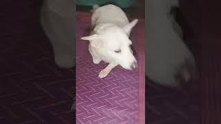 #love #song #doglover #dog #shorts #viralvideo