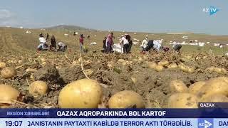 Qazaxda ərzaqlıq kartofun yığımına başlanılıb