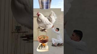 Payri Se Chicken  #tjsohail #vfx #shorts #islamic #trending #10million #capcut