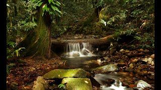 The Lure of the Daintree Rainforest - A John Young Wildlife Film