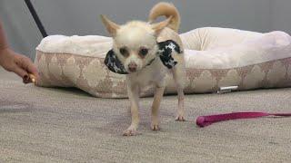 Injured dog found on the streets of Springfield seeks forever home
