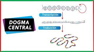 Dogma central de la biología molecular | ADN-ARN-Proteína