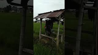 Gubuk di sawah#shorts