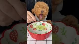 Hello! | Cute baby look so smart and easy for find food from baby ep59 #babydog