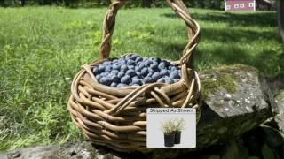 Cottage Farms 2-pc Top Hat Blueberry Collection on QVC