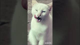 white cat with blue eyes#cat #cateye #viral #ytshorts #whitecat #shorts #cutecatshorts #catshorts